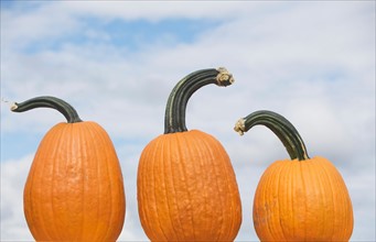 Three pumpkins. Photo : fotog