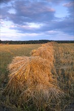 USA, New York State, Field with haystacks. Photo: John Kelly