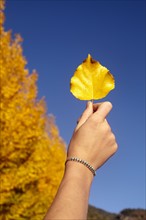 Hand of woman holding up yellow leaf. Photo : John Kelly