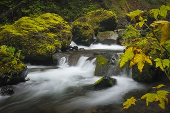 USA, Oregon, Eagle Creek. Photo: Gary Weathers