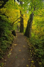 USA, Oregon, Multnomah County, Path in forest. Photo : Gary Weathers
