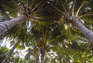 Coconut palm trees. Photo: DKAR Images