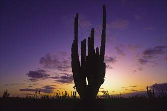 Mexico, Baja California, Cactus at sunset. Photo: DKAR Images