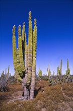 Mexico, Baja California, Cardon Cactus. Photo: DKAR Images