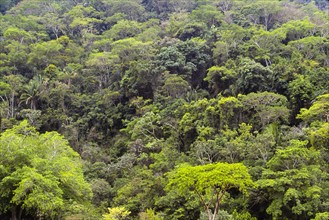 Mexico, Jalisco, Puerto Vallarta, Green forest. Photo: DKAR Images