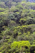 Mexico, Jalisco, Puerto Vallarta, Green forest. Photo : DKAR Images