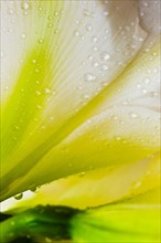 Studio close-up of green amaryllis.