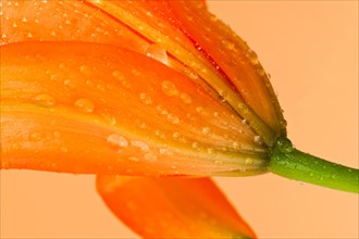 Studio close-up of tiger lily.