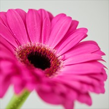 Studio close-up of gerbera daisy.