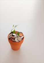 Seedling growing in pot of coins.