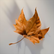 Brown autumn leaf.