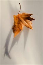 Brown autumn leaf.