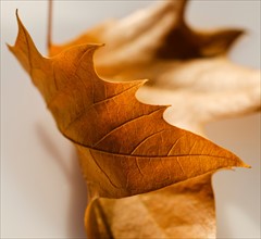 Studio close-up of autumn leaf.