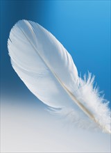 Studio shot of white feather on blue background.