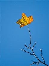 Autumn leaf against blue sky.