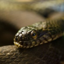 Close-up of snake.