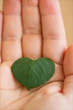 Close up of man's hand holding green leaf in shape of heart, studio shot.