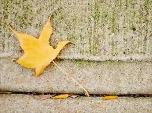 USA, New York State, New York City, Yellow leaf on concrete. Photo : Jamie Grill