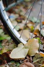 USA, New York State, New York City, Fall leaves and bicycle wheel. Photo : Jamie Grill