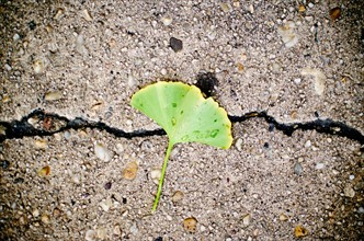 USA, New York State, New York City, Ginko biloba leaf on concrete. Photo : Jamie Grill