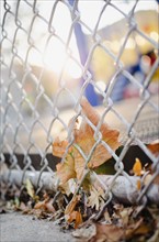 USA, New York State, New York City, Fallen leaves and chainlink fence. Photo : Jamie Grill