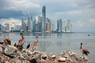 Panama, Panama City, Pelicans on coastline, skyline in background. Photo : DreamPictures