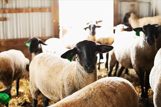 Sheep in barn. Photo : Sarah M. Golonka
