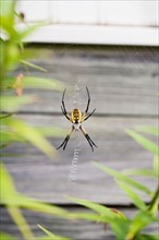 Garden spider on web. Photo : Sarah M. Golonka