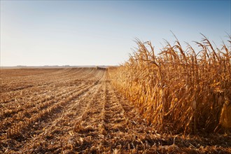 USA, Iowa, Latimer, Partly harvester corn field. Photo : Sarah M. Golonka