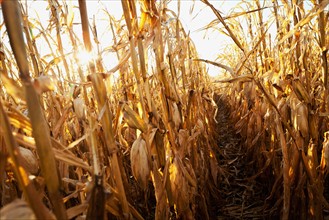 USA, Iowa, Latimer, Field of ripe corn. Photo : Sarah M. Golonka