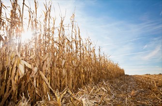 USA, Iowa, Latimer, Partly harvester corn field. Photo : Sarah M. Golonka