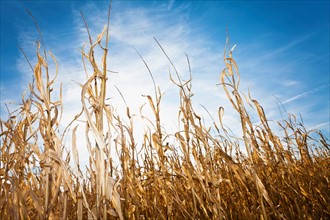 USA, Iowa, Latimer, Field of ripe corn. Photo : Sarah M. Golonka