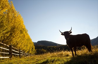 USA, Colorado, Cow on pasture. Photo : John Kelly