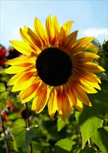 Close-up of sunflower. Photo : John Kelly