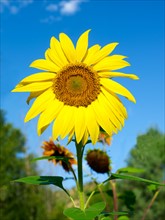 Low angle view of sunflower. Photo : John Kelly