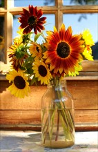 Sunflowers in jar. Photo : John Kelly