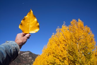 USA, Colorado, Hand holding yellow leaf against blue sky. Photo : John Kelly