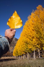 USA, Colorado, Hand holding yellow leaf against blue sky. Photo : John Kelly