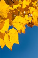 Close-up of yellow leaves against blue sky. Photo : John Kelly
