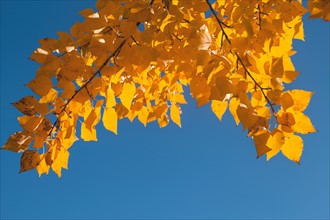 Close-up of yellow leaves against blue sky. Photo : John Kelly