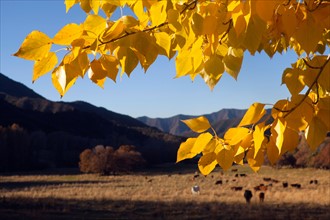 USA, Colorado, Autumn landscape with pasture in background. Photo : John Kelly