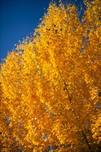 Close-up of yellow trees against blue sky. Photo : John Kelly