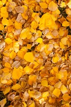 Close-up of yellow leaves. Photo : John Kelly