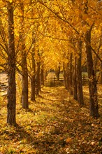 USA, Colorado, Autumn tree lined footpath. Photo : John Kelly