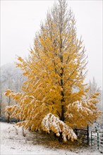 USA, Colorado, Yellow tree covered by snow. Photo : John Kelly