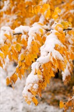 Twigs with yellow leaves covered by snow. Photo : John Kelly