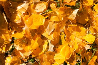 Yellow fallen leaves. Photo : John Kelly