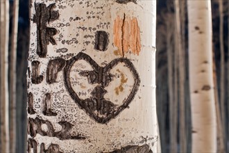 Close-up of aspen tree trunk with carved heart. Photo : John Kelly