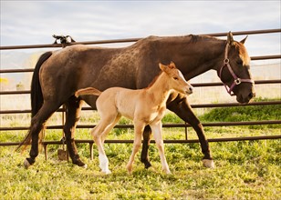 USA, Utah, Lehi, Foal with mother. Photo : Mike Kemp