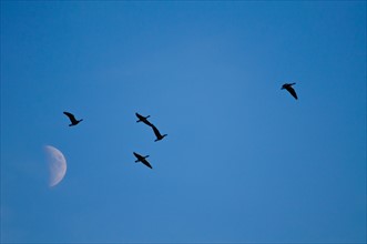 Geese against moon. Photo : Gary Weathers